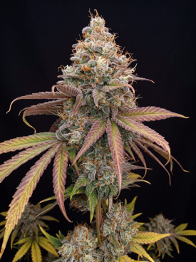 Banana Kush Autoflower Seeds