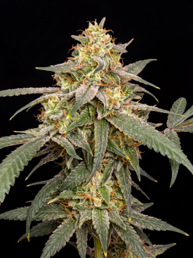 Banana Kush Seeds