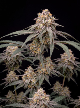 Berry Cheese Autoflower Seeds