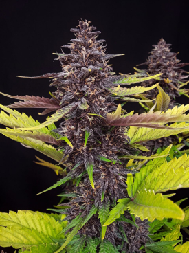 Berry Pie Seeds