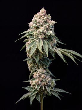 Big Bud Fast Version Seeds
