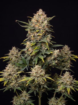 Big Devil Autoflower Seeds