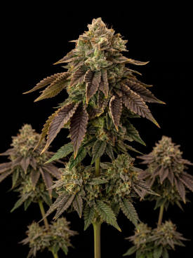 Biscotti Autoflower Seeds
