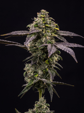 Black Diamond Seeds