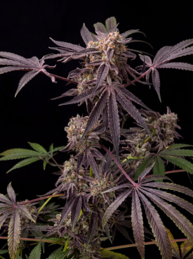 Black Frost Seeds