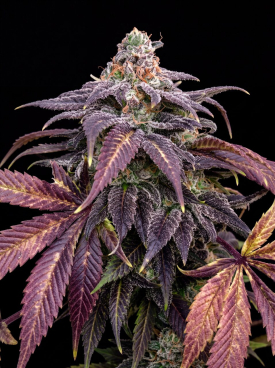 Black Widow Seeds