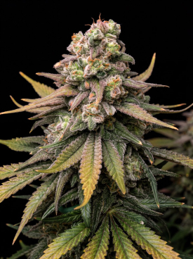 Blackberry Kush Seeds