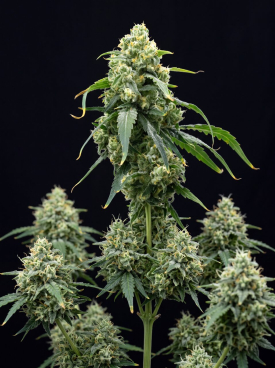 Blue Amnesia Autoflower Seeds