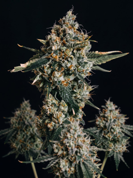 Blue Cheese Autoflower Seeds