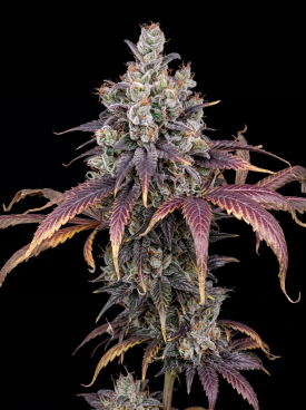 Blue Cheese Seeds