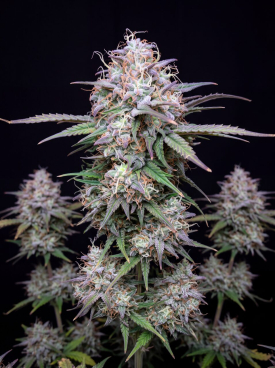 Blue Dream Autoflower Seeds