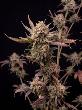 Blue Haze Seeds