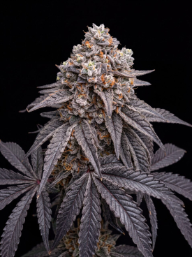 Blue Lobster Seeds