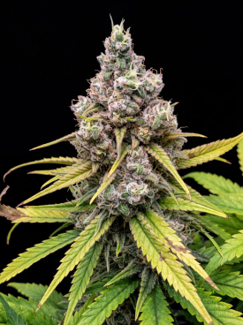 Blue Widow Seeds
