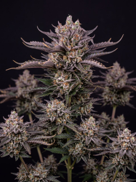 Blueberry Autoflower Seeds