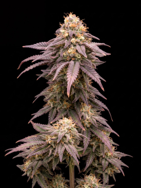 Blueberry CBD Seeds
