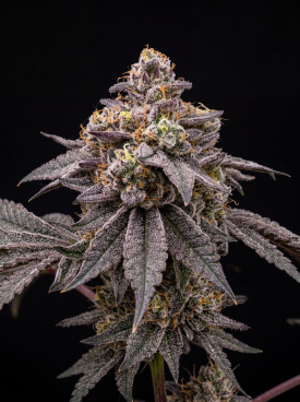 Blueberry Seeds