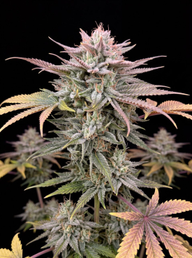 Blueberry x Big Bud Autoflower Seeds