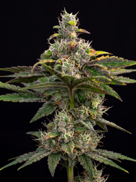 Blueberry x Big Devil Autoflower Seeds