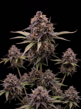 Blueberry x Jack Herer Autoflower Seeds