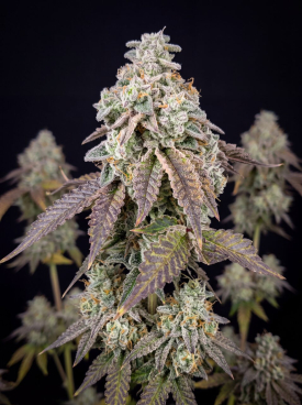 Blueberry x Lemon Haze Autoflower Seeds