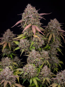 Bruce Banner Autoflower Seeds