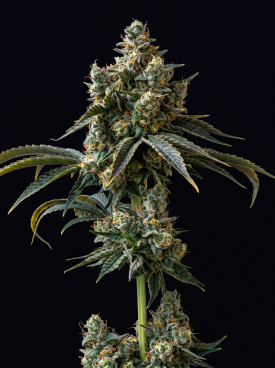 Bruce Banner Fast Version Seeds