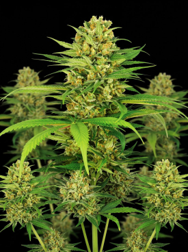 Bubblegum Autoflower Seeds