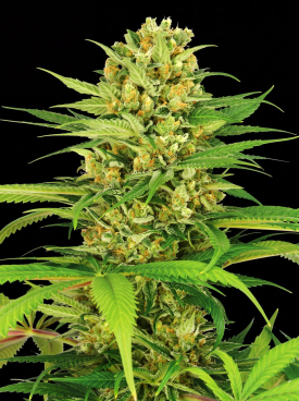 Bubblegum Seeds