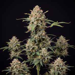 Candy Cane Autoflower Seeds