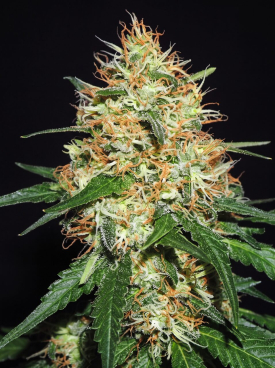 Candy Kush Seeds