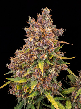 Cannatonic Seeds