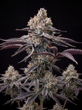 Cap Junky Seeds