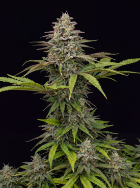 CBD ACDC (1:18) Seeds