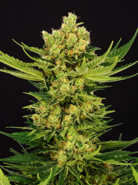 Cheese Seeds