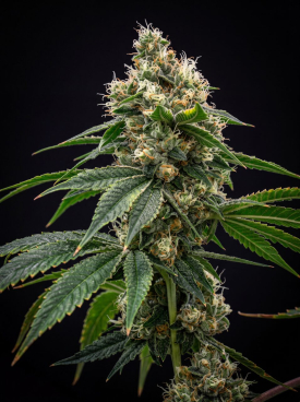 Chem &#039;91 Seeds