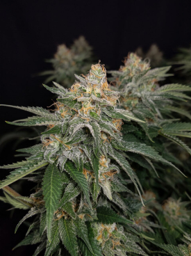 Chemdawg Seeds