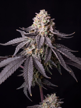 Chocolope Seeds