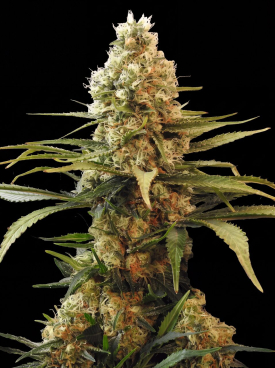 Chronic Widow Seeds