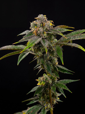 Cinderella 99 x Blueberry Fast Version Seeds