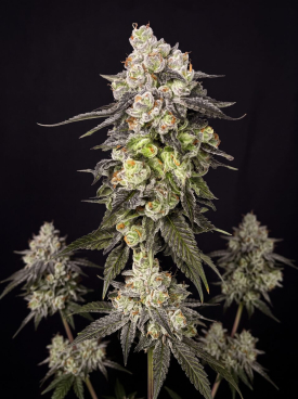 Cookie Dough Glue Autoflower Seeds