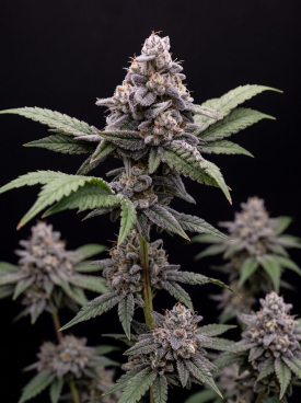 Cookies and Cream Autoflower Seeds