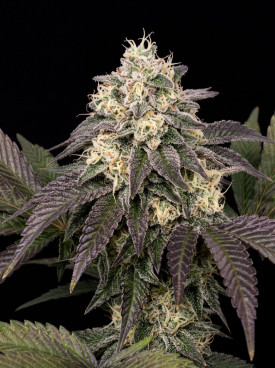 Cookies and Cream Seeds