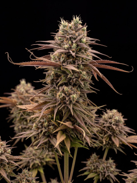 Critical Autoflower Seeds