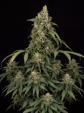 Critical Mass Autoflower Seeds