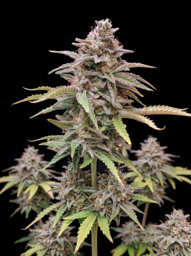 Critical Mass CBD Autoflower Seeds