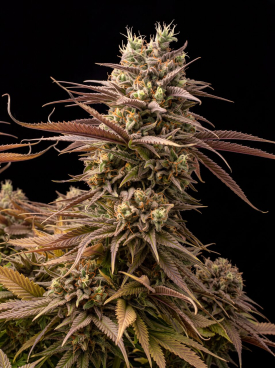 Critical Mass CBD Seeds