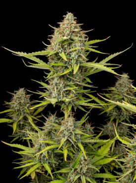 Critical Mass Seeds