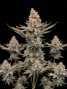 Critical x Gorilla Glue Autoflower Seeds