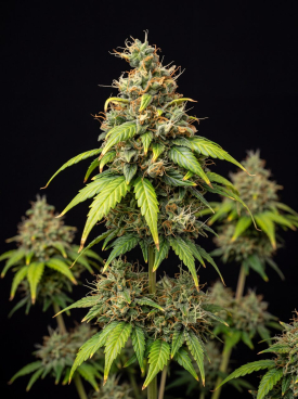 Critical x Mazar Autoflower Seeds